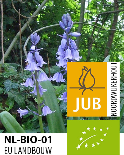 HYACINTHOIDES BIO hispanica Blue 7/8, 100 ks